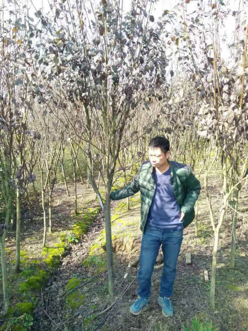 长期批发湖南紫叶李，紫叶李小苗，精品紫叶李，湖南红叶李
