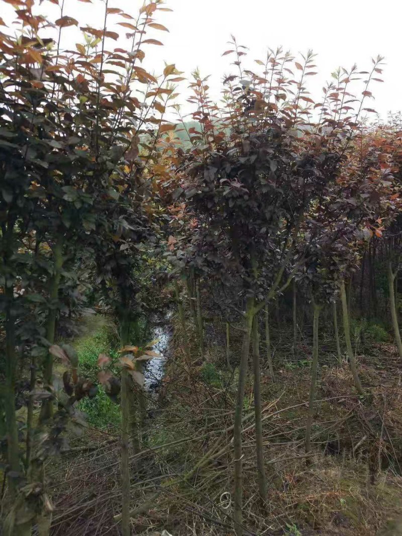 长期批发湖南紫叶李，紫叶李小苗，精品紫叶李，湖南红叶李
