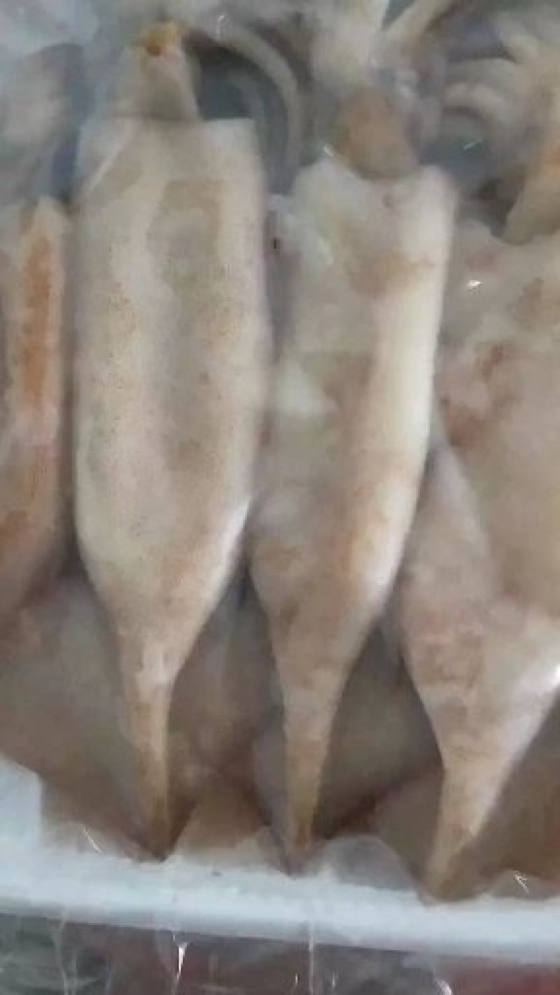 小鱿鱼火锅烧烤小鱿鱼