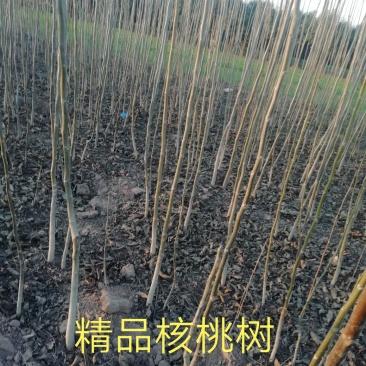 核桃树