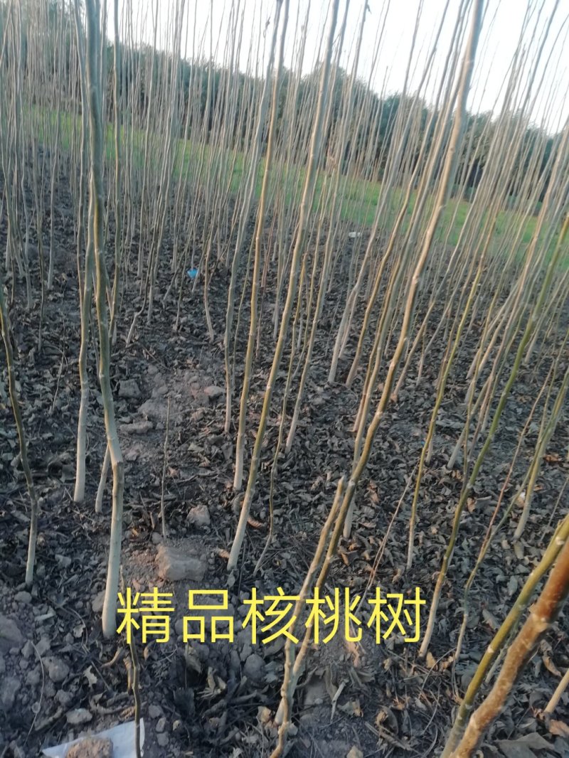 核桃树