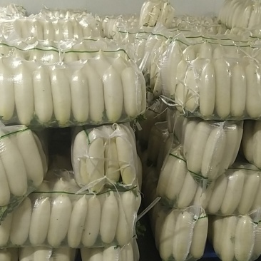小白萝卜，半斤到一斤二两左右，适合出口越南！食堂！
