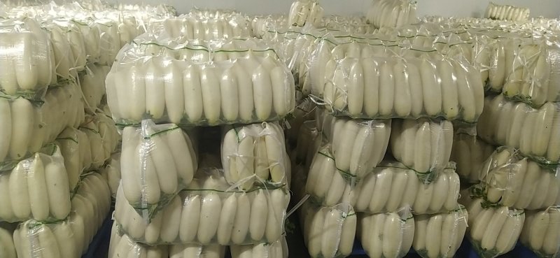 小白萝卜，半斤到一斤二两左右，适合出口越南！食堂！
