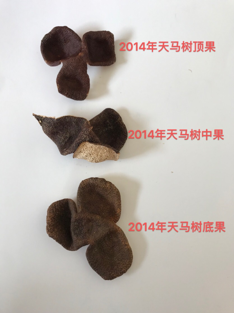 包邮新会东甲村东老围第六代纯圈枝2017年陈皮
