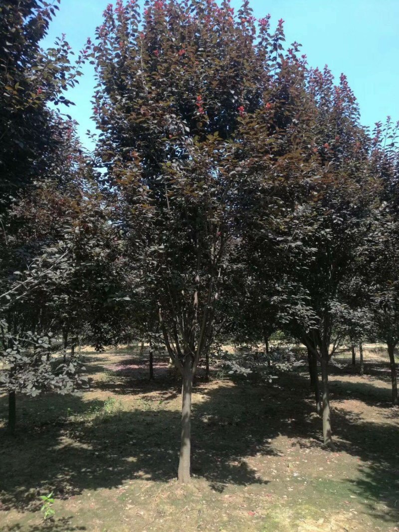 长期批发湖南紫叶李，紫叶李小苗，精品紫叶李，湖南红叶李
