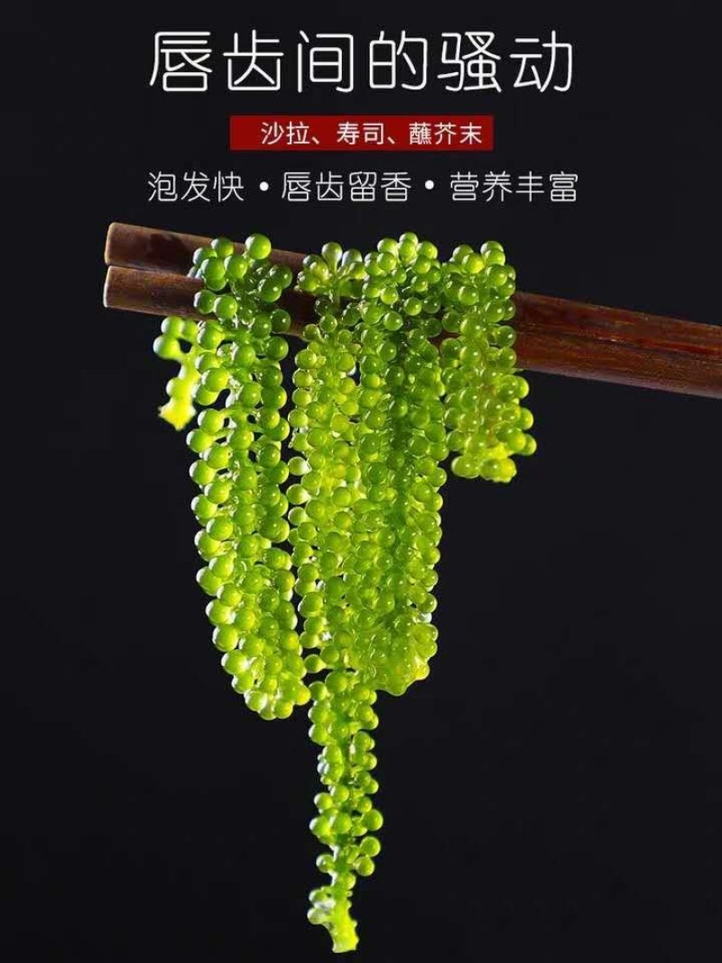 海葡萄新鲜即食海葡萄网红小零食天然无污染