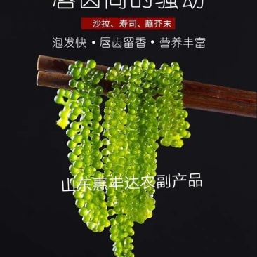 海葡萄新鲜即食海葡萄网红小零食天然无污染