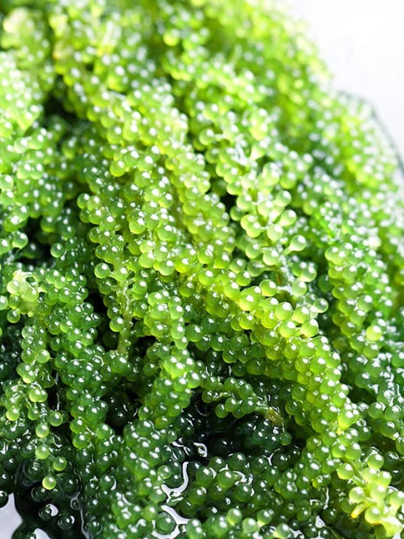 海葡萄新鲜即食海葡萄网红小零食天然无污染