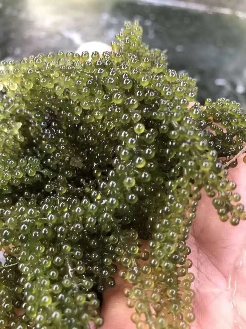 海葡萄新鲜即食海葡萄网红小零食天然无污染