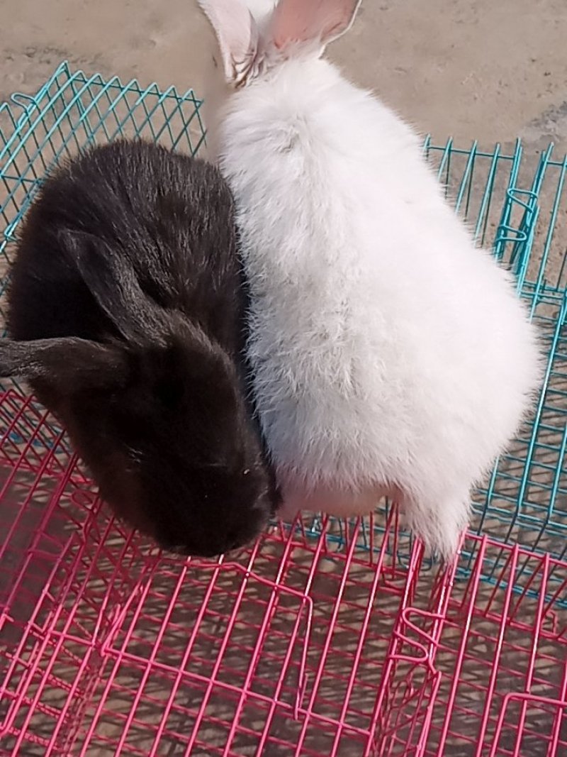 加密笼物摆摊兔子仓鼠小鸡等宠物便携式手提笼