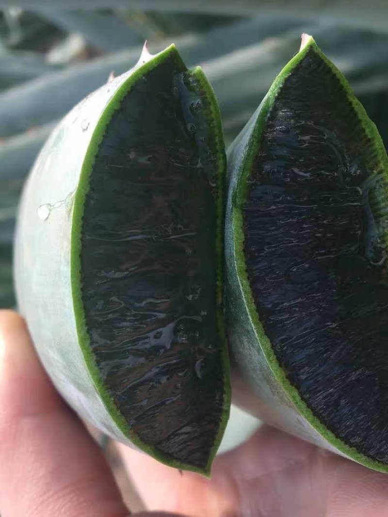 美国库拉索芦荟盆栽植物美容院专用灌肤绿植