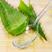 美国库拉索芦荟盆栽植物美容院专用灌肤绿植