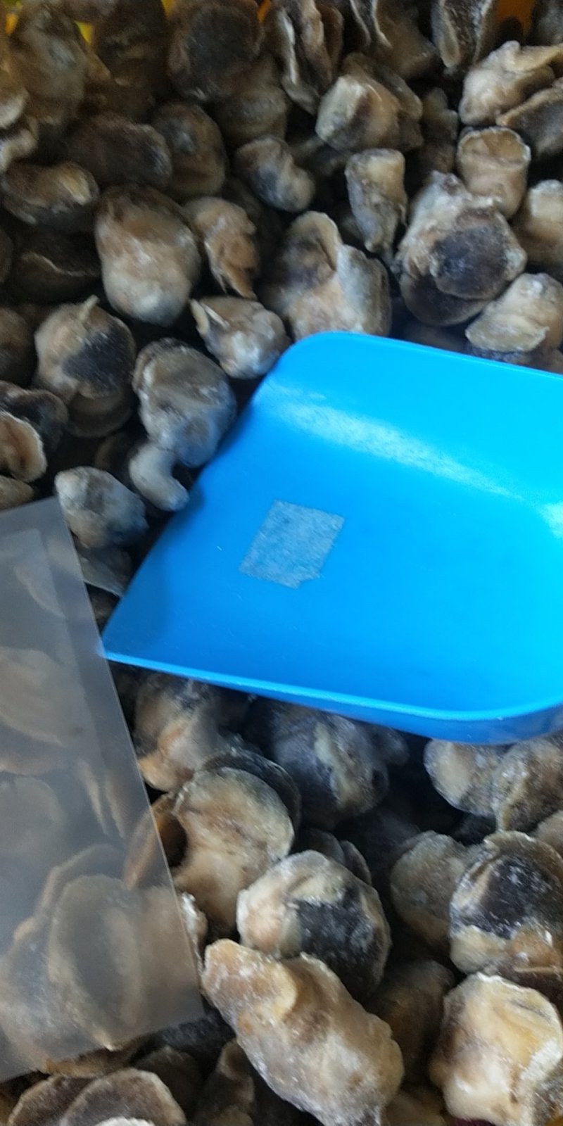 新鲜冷冻香螺肉去内脏深海水产贝类玉螺肉海螺肉海螺肉