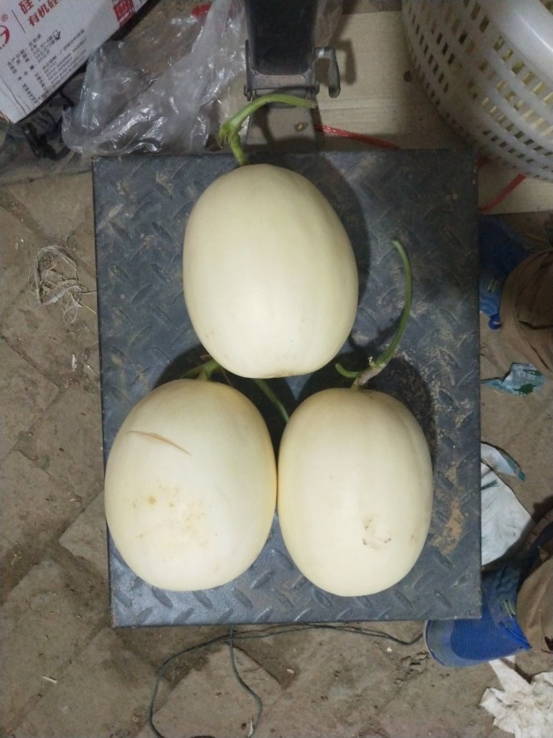 甜红玉甜瓜，白皮红肉，万亩大棚代收代发，龚垒代发货