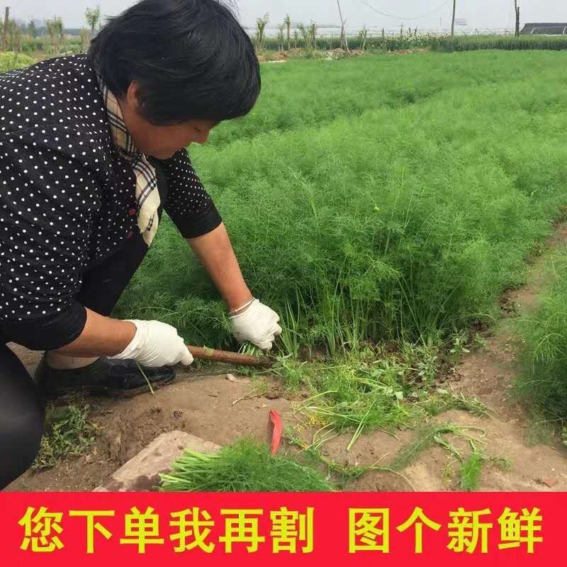 山东茴香量大从优物美价廉自家种植