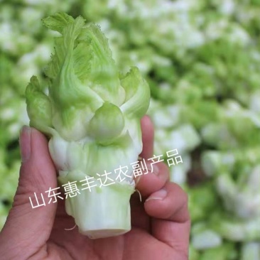 新鲜现砍儿菜量大从优欢迎选购小榨菜