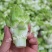 新鲜现砍儿菜量大从优欢迎选购小榨菜
