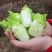 新鲜现砍儿菜量大从优欢迎选购小榨菜