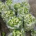 新鲜现砍儿菜量大从优欢迎选购小榨菜