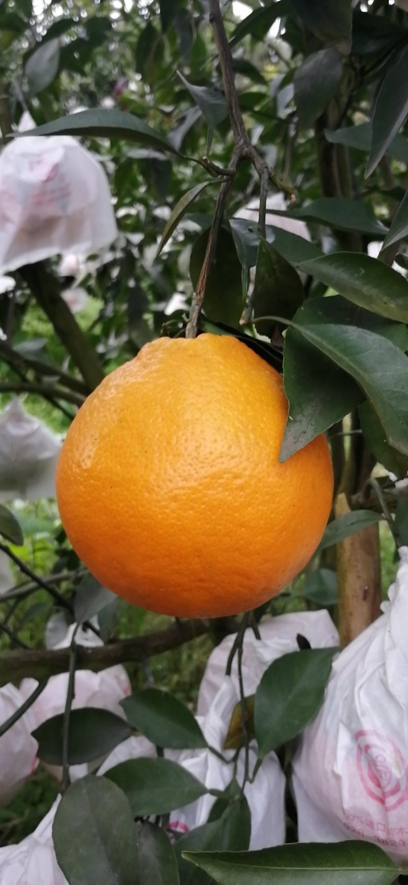 耙耙柑