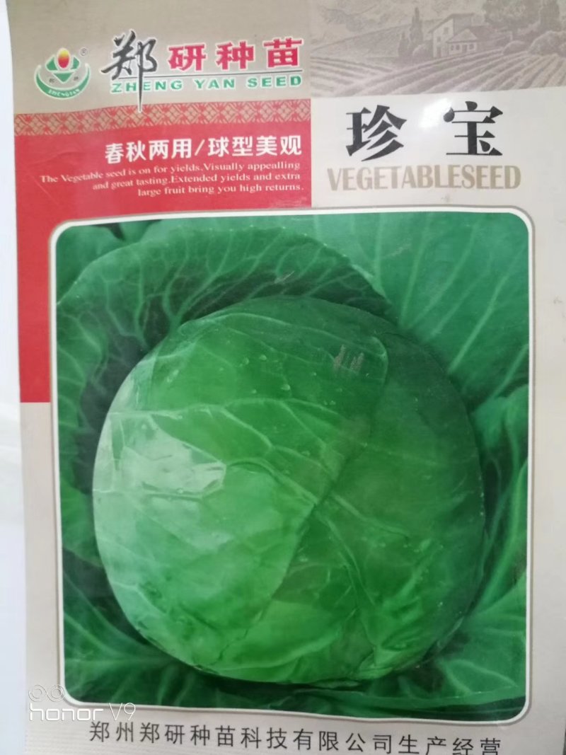 【四季】春夏秋种耐热耐抽苔甘蓝种子叶色深绿不炸球安全稳定