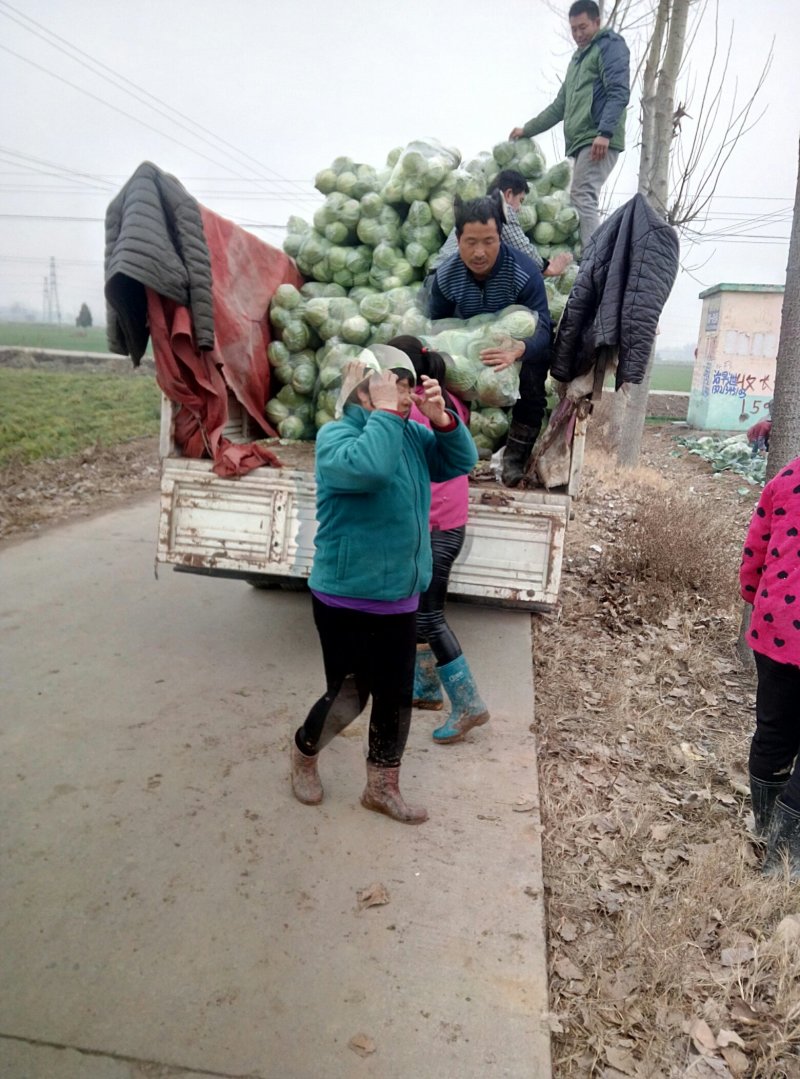 精品甘蓝，大量上市，面积大货源广，货源充足欢迎采购