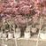 紫薇复叶槭红枫各种规格1～20厘米以上