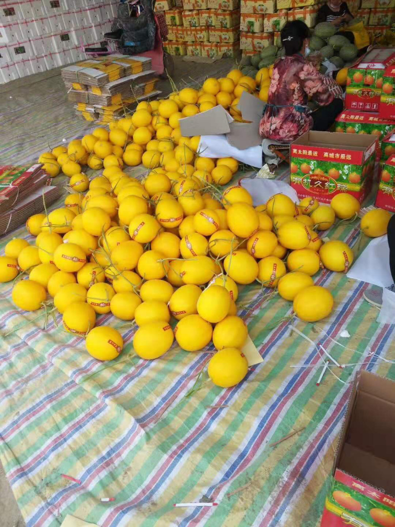 新鲜久红瑞/九瑞红/////等多品种甜瓜