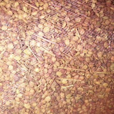 黄栌种子