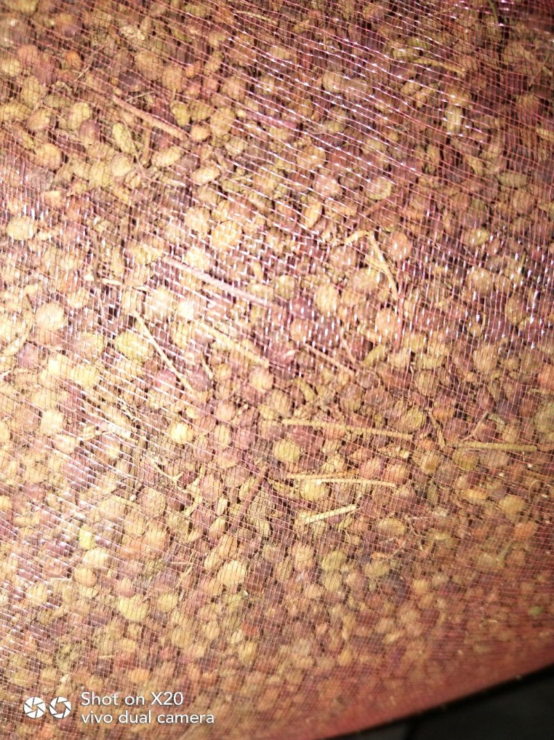 黄栌种子