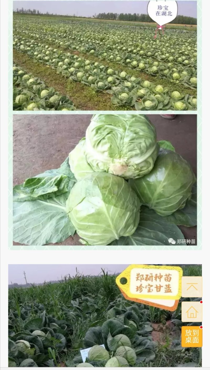 珍宝甘蓝种子春秋两用球形美观绿叶层多口感脆甜