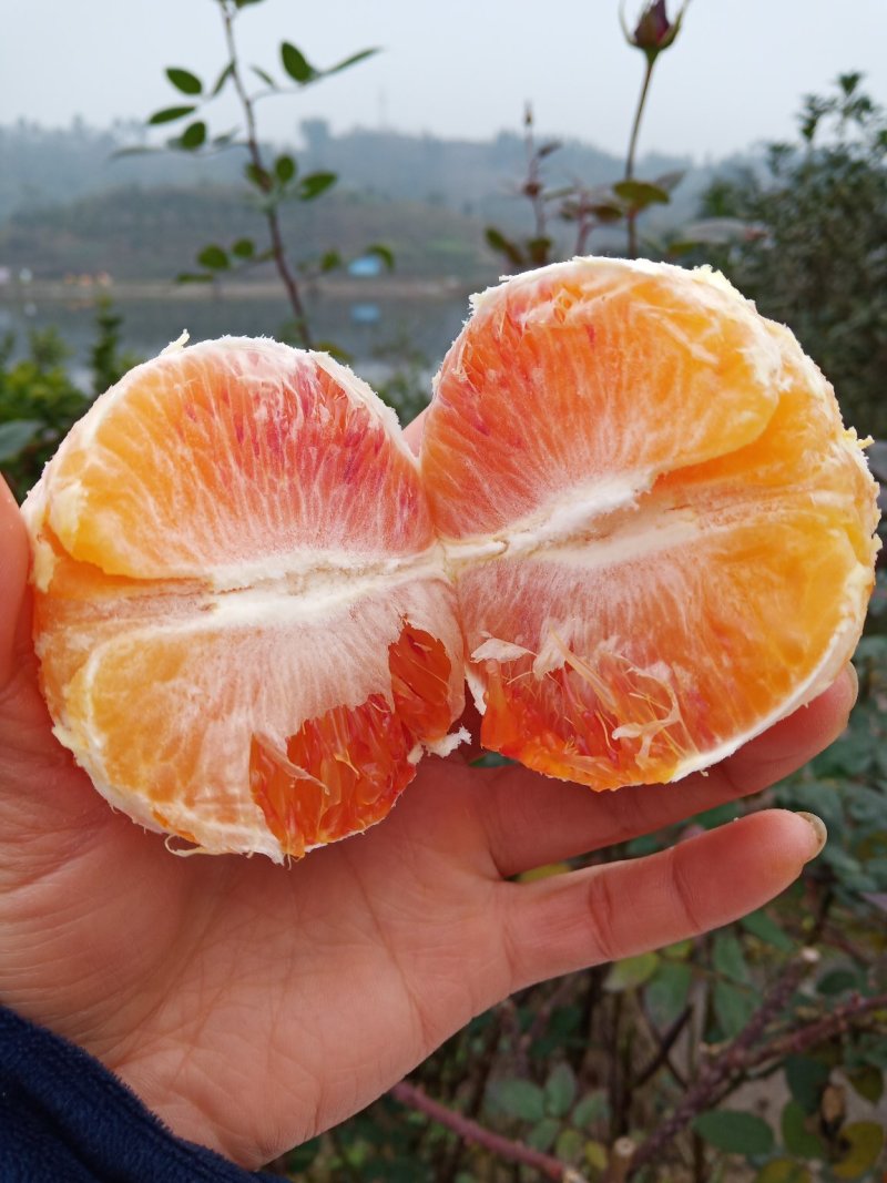 正宗四川塔罗科血橙，口感好，水分足