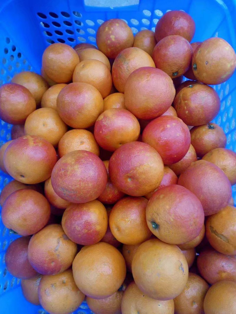 正宗四川塔罗科血橙，口感好，水分足