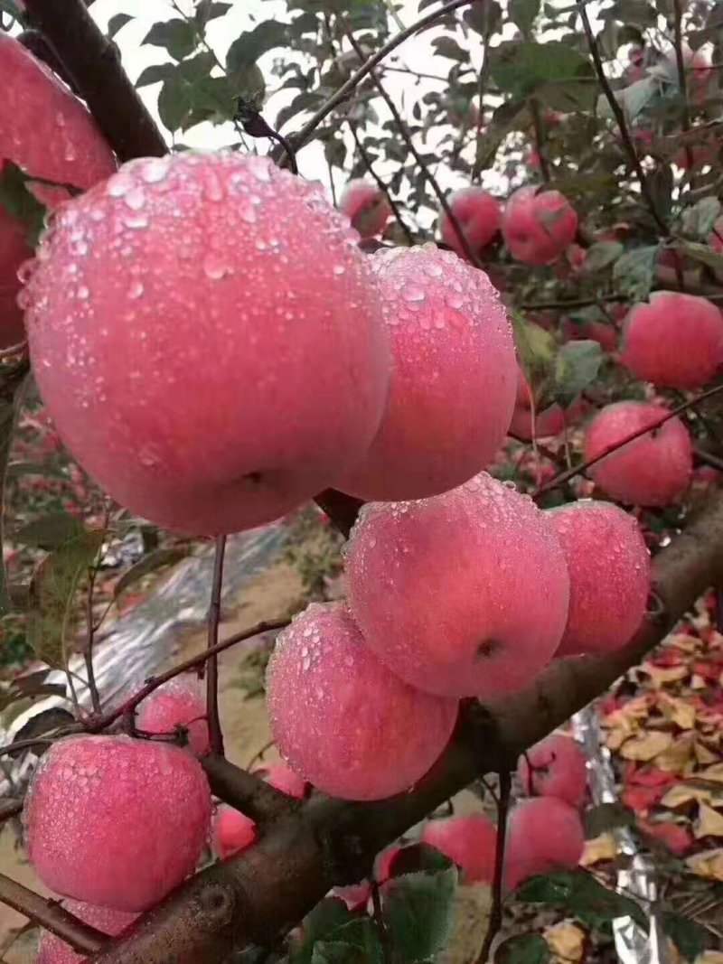 洛川红富士