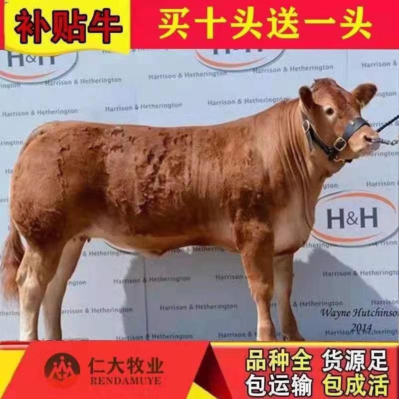 鲁西黄牛犊品质保证，厂家直销，专注养牛三十年