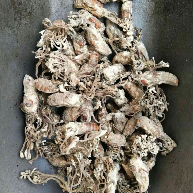 新货蝉花金蝉花虫草冬虫夏草知了花金蟾花包邮