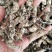 新货蝉花金蝉花虫草冬虫夏草知了花金蟾花包邮