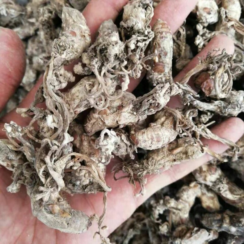 新货蝉花金蝉花虫草冬虫夏草知了花金蟾花包邮