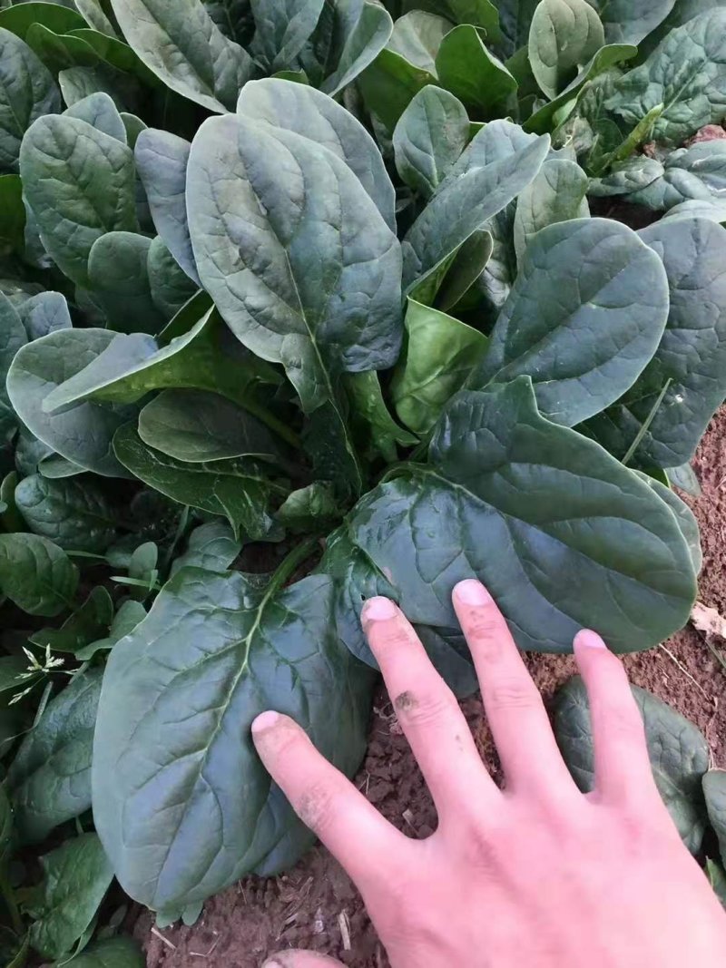 菠菜种子大黑圆叶耐寒菠菜种子抗病性强