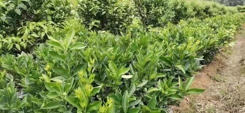 苗圃直销夏橙苗佛罗斯特阿尔及利亚苗包成活免费指导技术