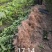 苗圃直销夏橙苗佛罗斯特阿尔及利亚苗包成活免费指导技术