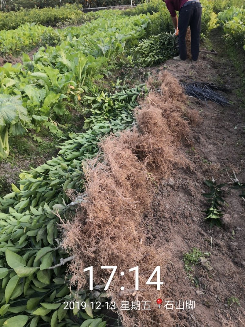 苗圃直销夏橙苗佛罗斯特阿尔及利亚苗包成活免费指导技术