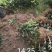 苗圃直销夏橙苗佛罗斯特阿尔及利亚苗包成活免费指导技术