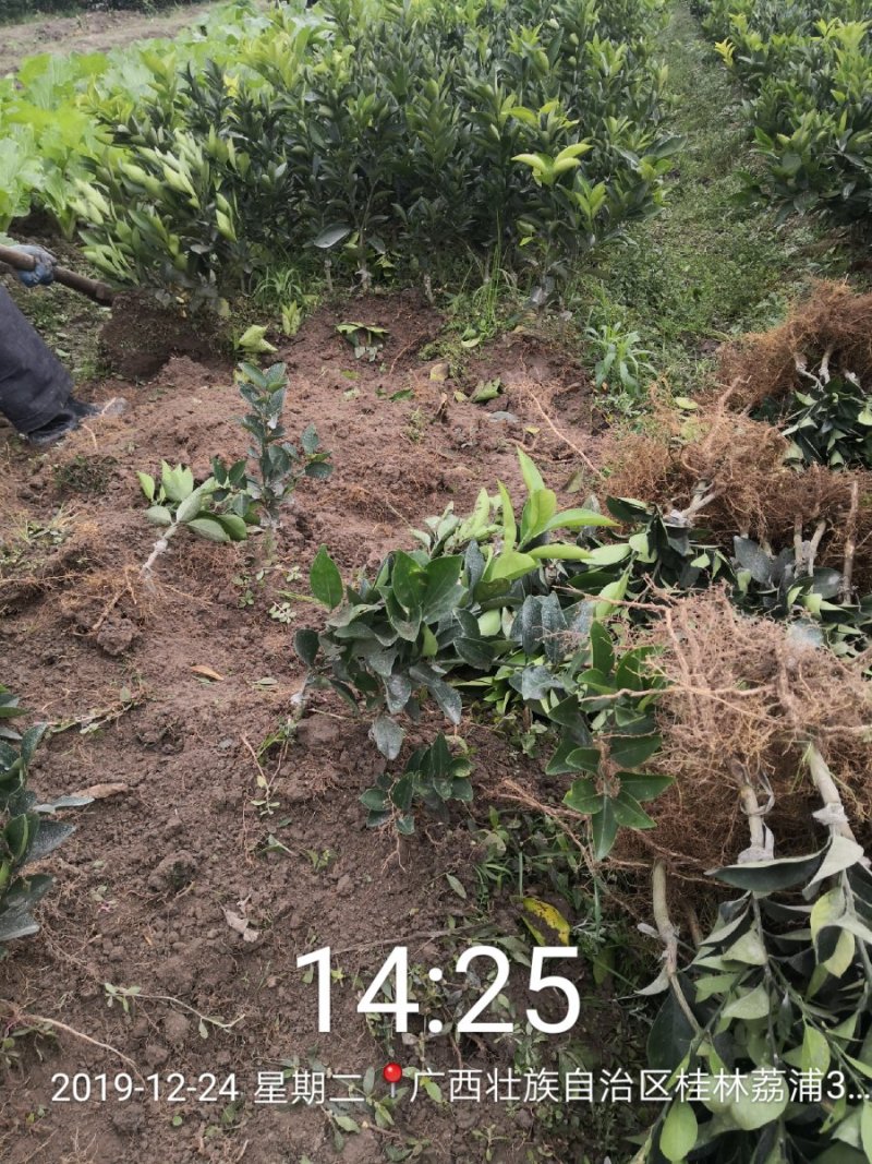 苗圃直销夏橙苗佛罗斯特阿尔及利亚苗包成活免费指导技术