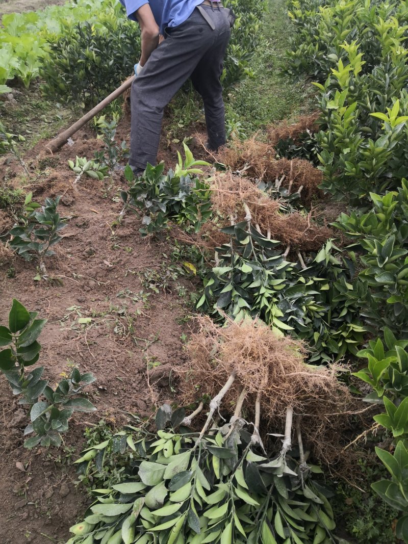 苗圃直销夏橙苗佛罗斯特阿尔及利亚苗包成活免费指导技术