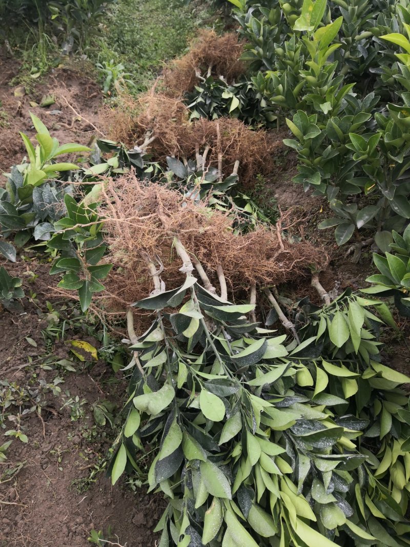 苗圃直销夏橙苗佛罗斯特阿尔及利亚苗包成活免费指导技术
