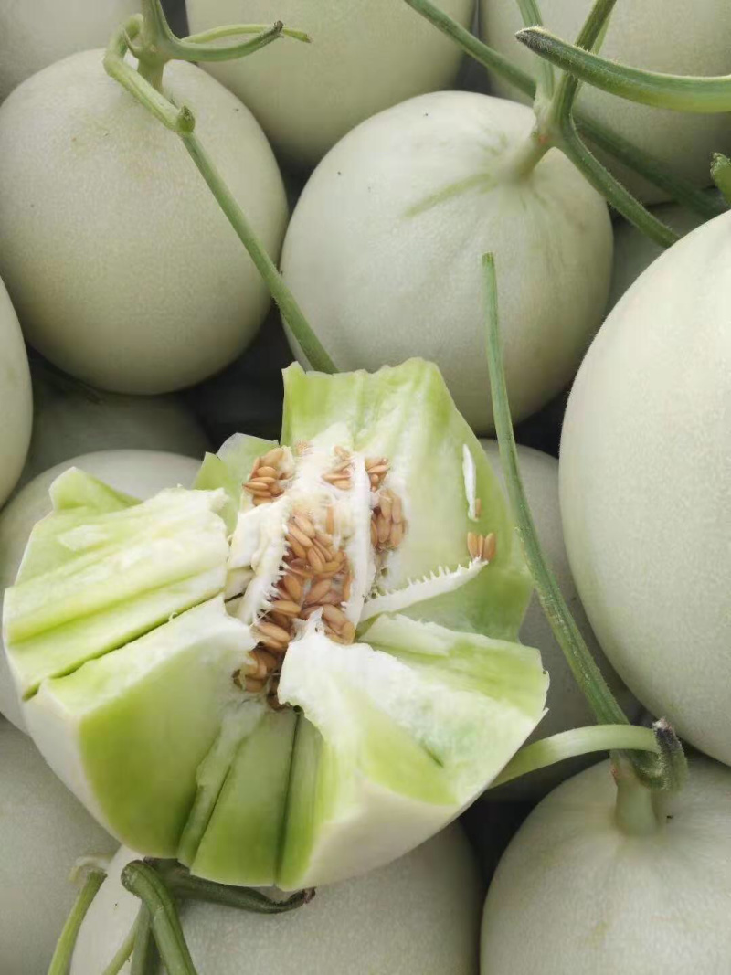 【甜瓜】新鲜玉菇甜瓜大量上市肉嫩味甜价格美丽产地直销