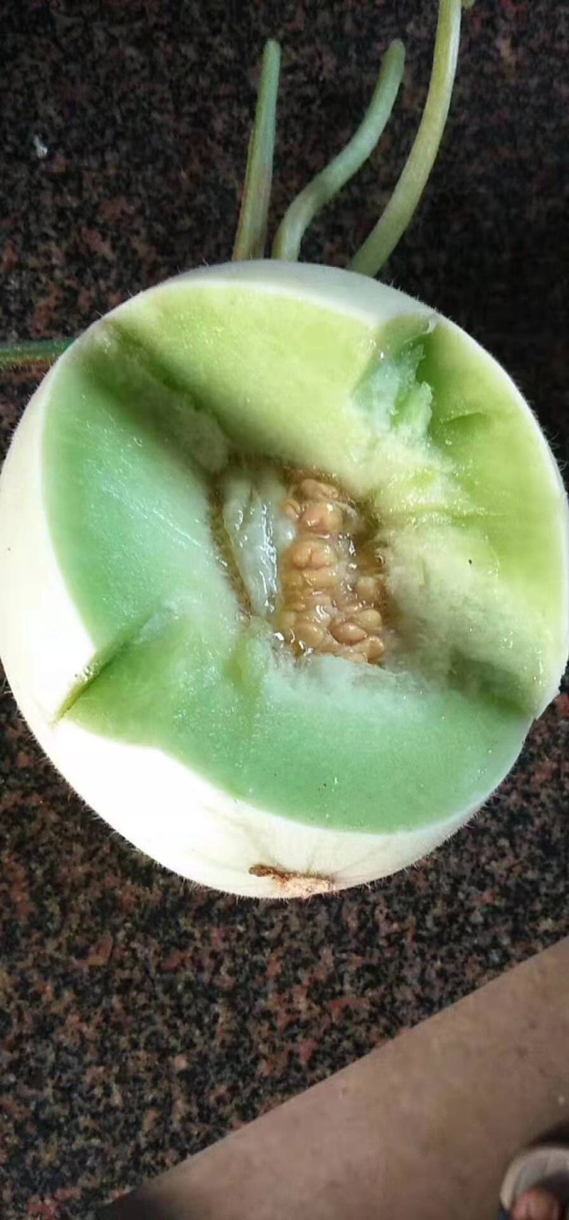 【甜瓜】新鲜玉菇甜瓜大量上市肉嫩味甜价格美丽产地直销