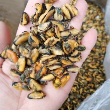 淡菜干，煲粥煲粥炒都可以，大小很均匀。
