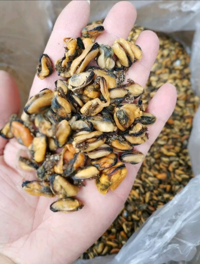 淡菜干，煲粥煲粥炒都可以，大小很均匀。